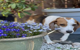 Beagle dogs for adoption: Sweet Mayli is ready for her forever home - Image 11