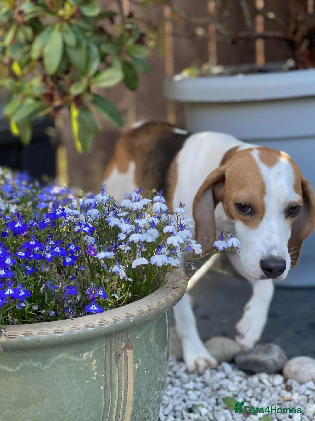 Beagle dogs for adoption: Sweet Mayli is ready for her forever home - Image 11