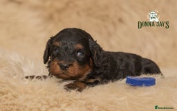 Cavapoo dogs for sale: DonnaJay’sCelebrityK9s EXCELLENT Trustpilot,Google - Advert 4