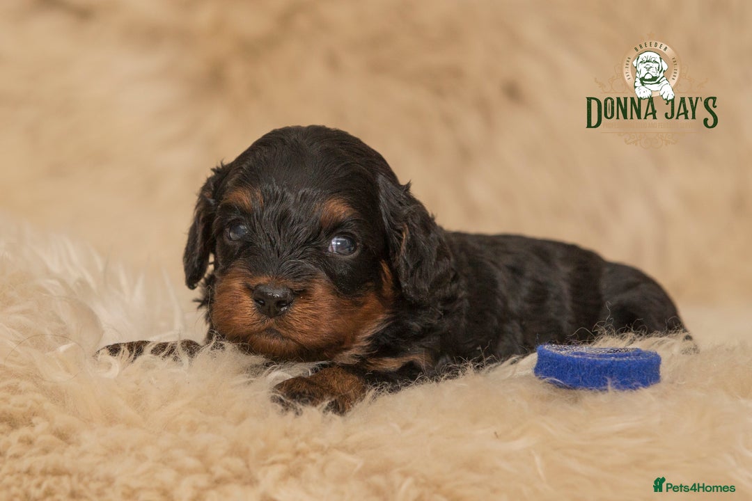 Cavapoo dogs for sale: DonnaJay’sCelebrityK9s EXCELLENT Trustpilot,Google - Advert 4