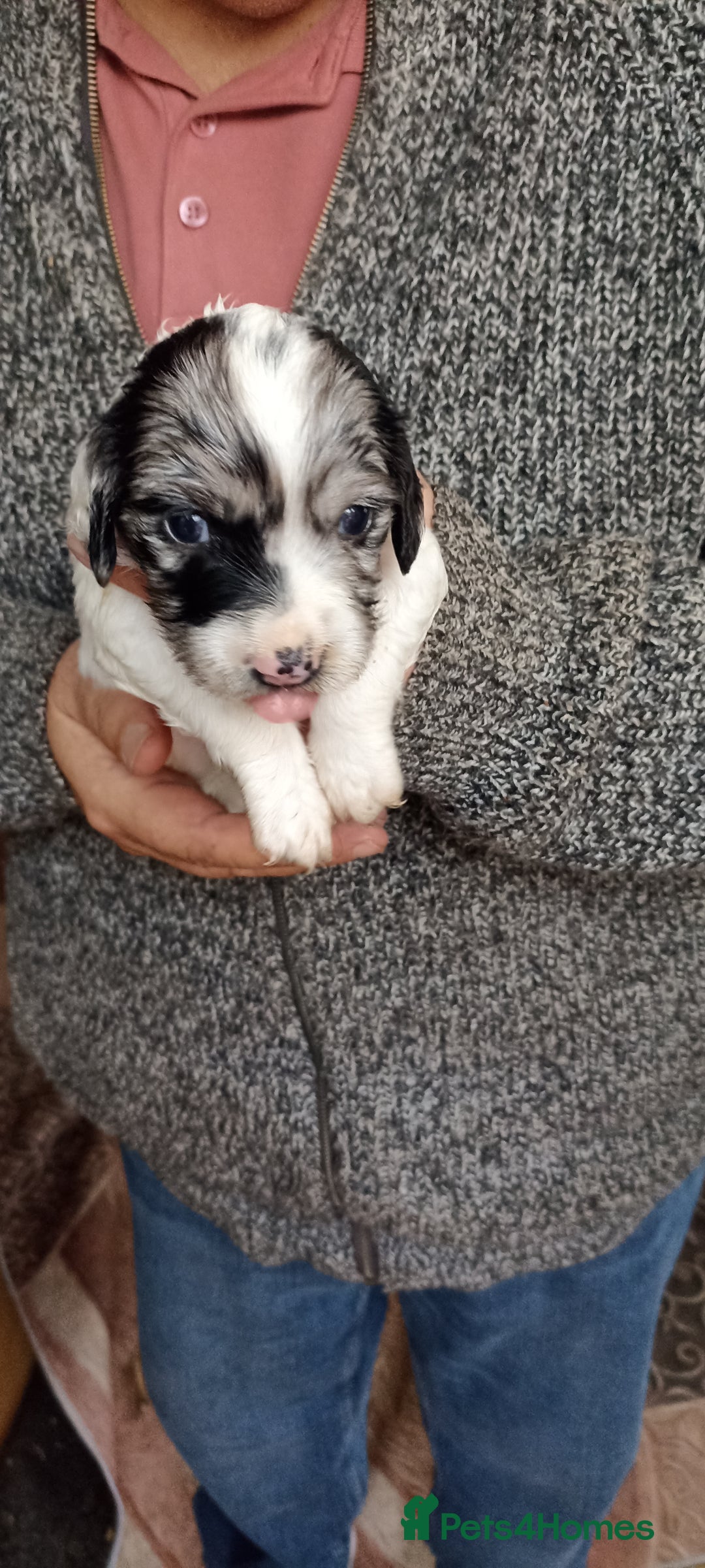 Cocker Spaniel dogs for sale: Stunning cocker spaniel litter  - Image 5