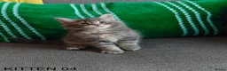 Maine Coon cats for sale: PURE BREED MAINE COON KITTENS READY EARLY MARCH - Advert 21