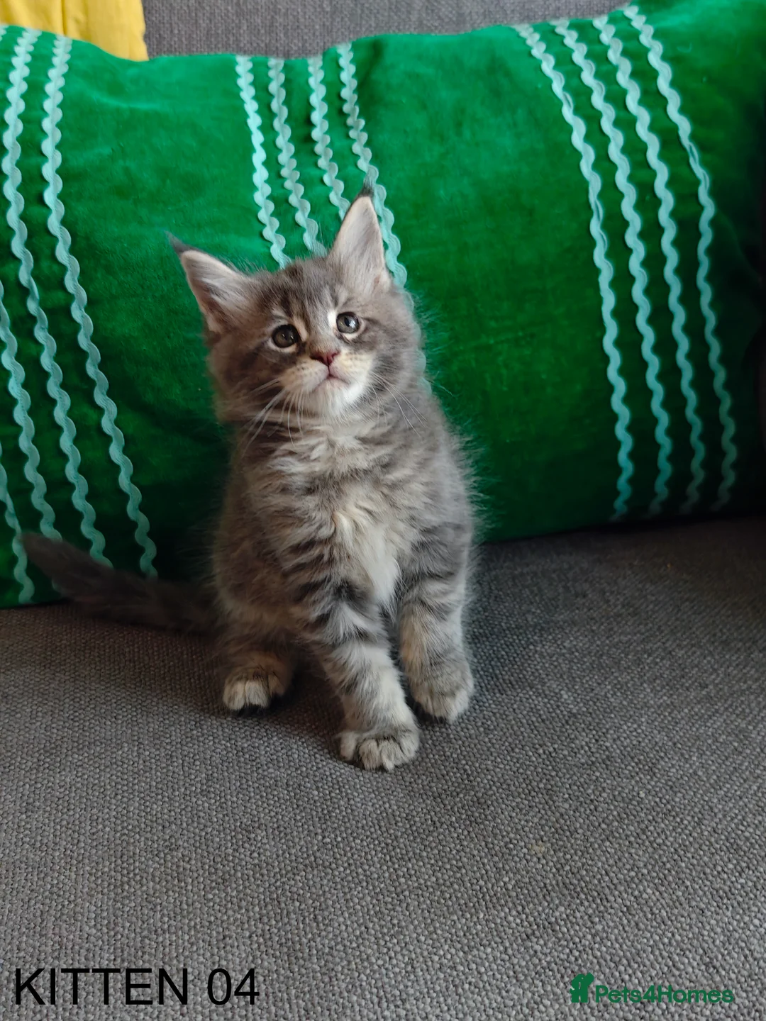 Maine Coon cats for sale: PURE BREED MAINE COON KITTENS READY EARLY MARCH - Advert 21