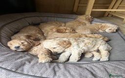 Mini Goldendoodle dogs for sale: Miniature Goldendoodle Puppies – Therapy Dog Mum - Image 3