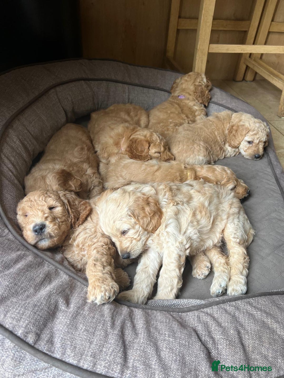 Mini Goldendoodle dogs for sale: Miniature Goldendoodle Puppies – Therapy Dog Mum - Image 3