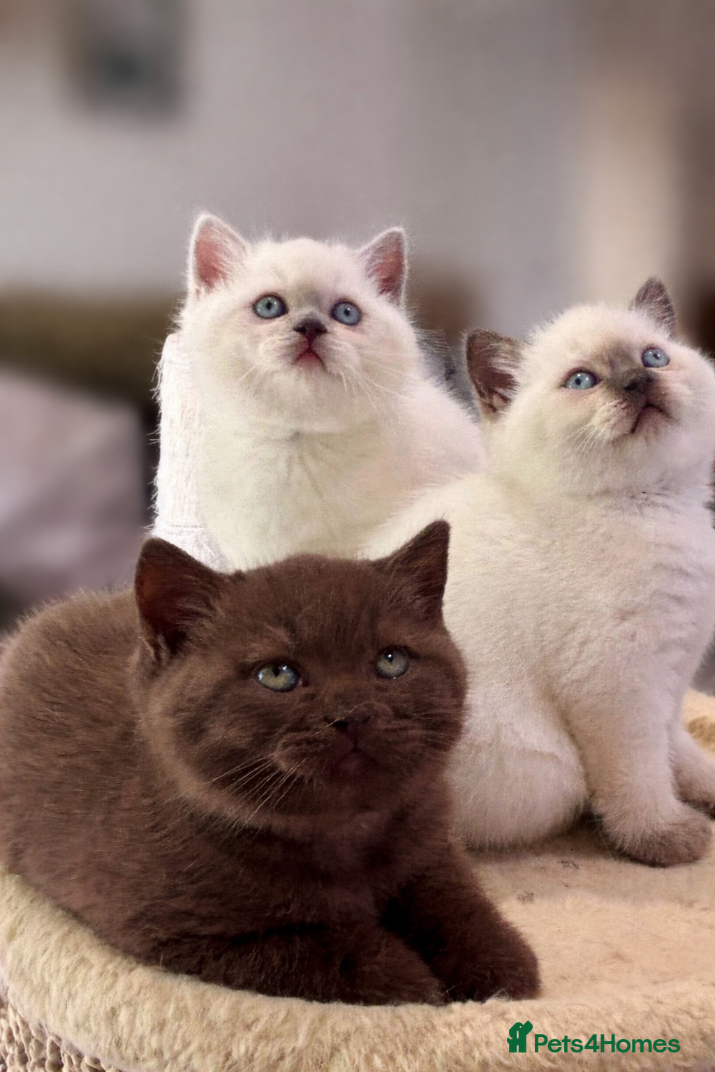 British Shorthair cats Amazing chunky GCCF pedigree BSH kittens - Advert 2