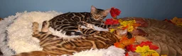 Bengal cats for sale: Stunning Bengal Kittens  - Advert 12