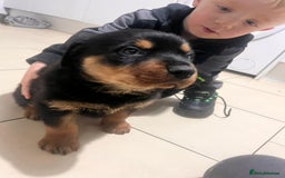 Rottweiler dogs for sale: 8 weeks old rottweiler ready to leave now last 1 - Advert 5