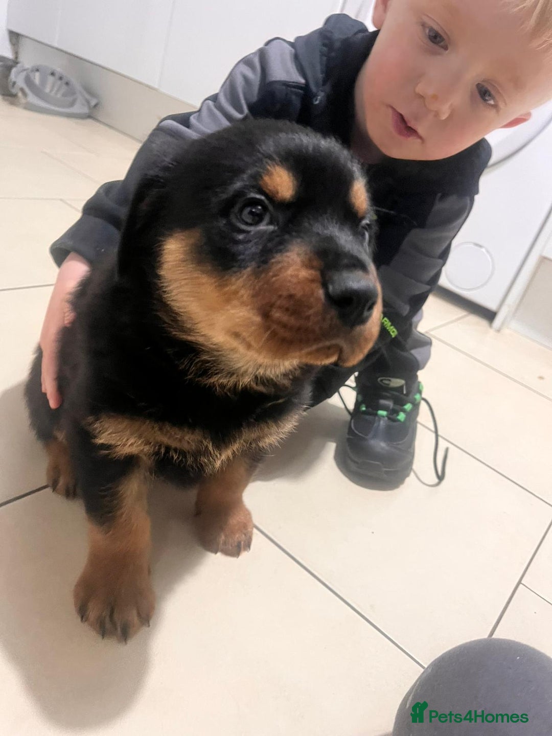 Rottweiler dogs for sale: 8 weeks old rottweiler ready to leave now last 1 - Advert 5