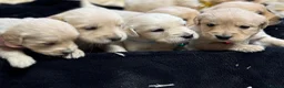 Golden Retriever dogs for sale: Golden Retriever Puppies For Sale  - Advert 16