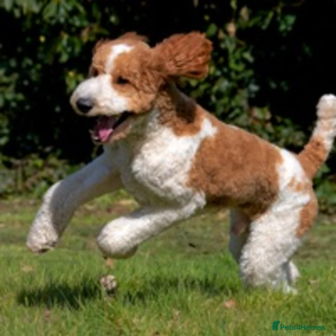 Goldendoodle dogs for stud: Red & White Parti Fully HealthTested Goldendoodle - Advert 4