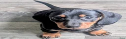 Miniature Dachshund dogs for sale: Adorable Miniature Dachshund Puppies 1 boy 1 girl  - Advert 6