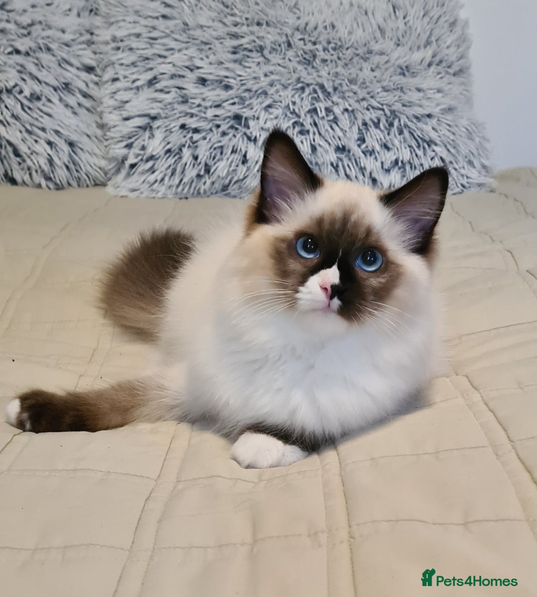 Ragdoll cats for sale: Boy Purebred Ragdolls – Loving Homes Needed - Image 9