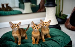 Abyssinian cats for sale: Elegant Abyssinian Kittens Champion Lines 🏆 🥇  - Image 11