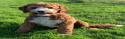 Australian Labradoodle dogs for sale: Health Tested Multigen Australian Double Doodles - Advert 18