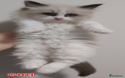 Ragdoll cats for sale: RAGDOLLS BICOLOUR BOY GIRLS BLUE EYES READY NOW  - Advert 3