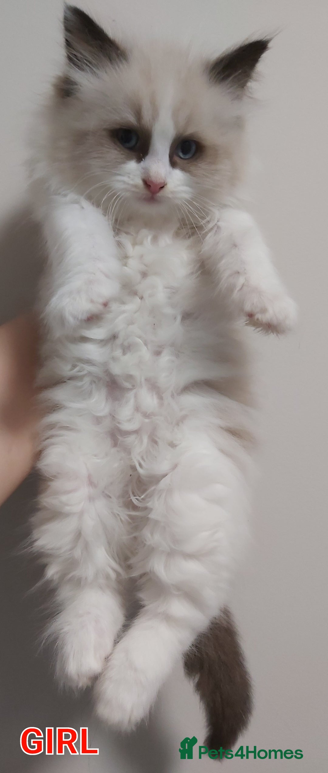 Ragdoll cats for sale: RAGDOLLS BICOLOUR BOY GIRLS BLUE EYES READY NOW  - Advert 3