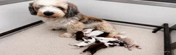 Tibetan Terrier dogs for sale: Araki Tibetan Terriers - Advert 7