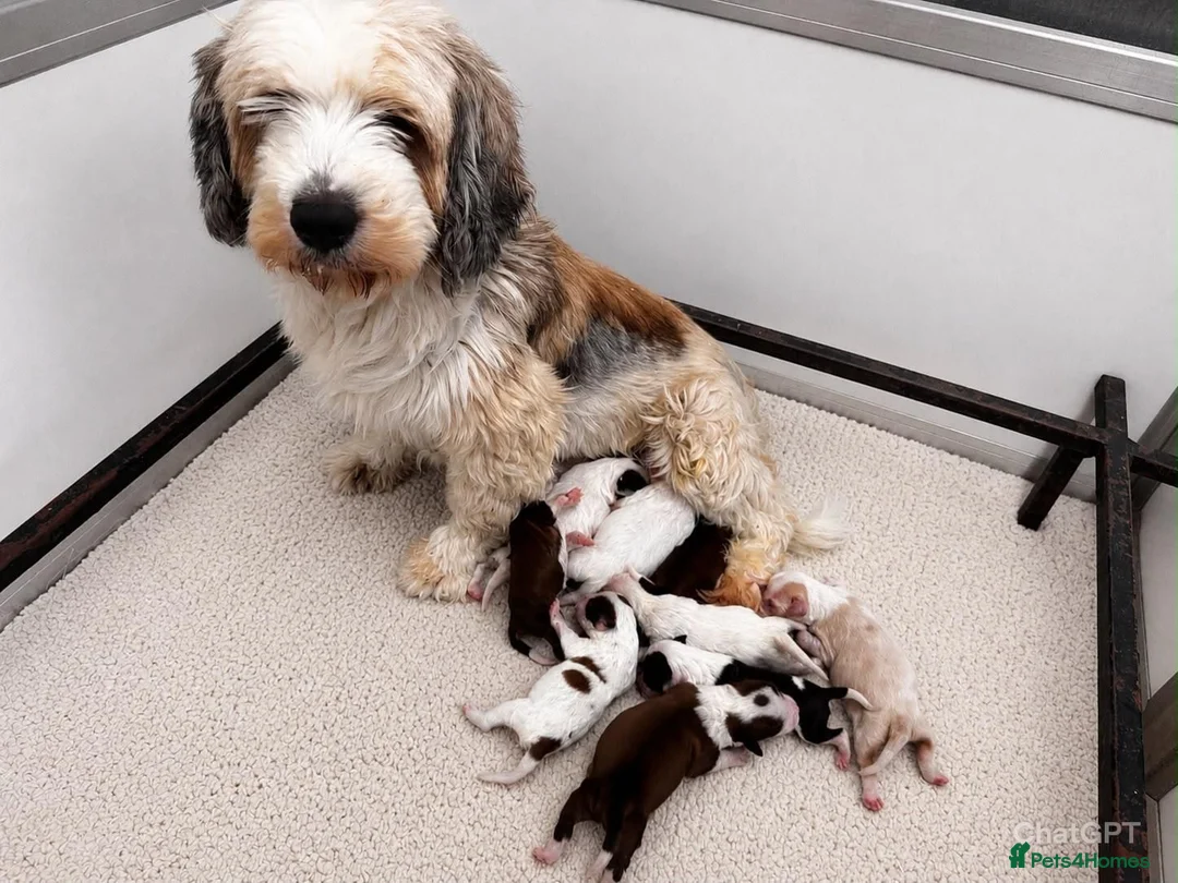 Tibetan Terrier dogs for sale: Araki Tibetan Terriers - Advert 7