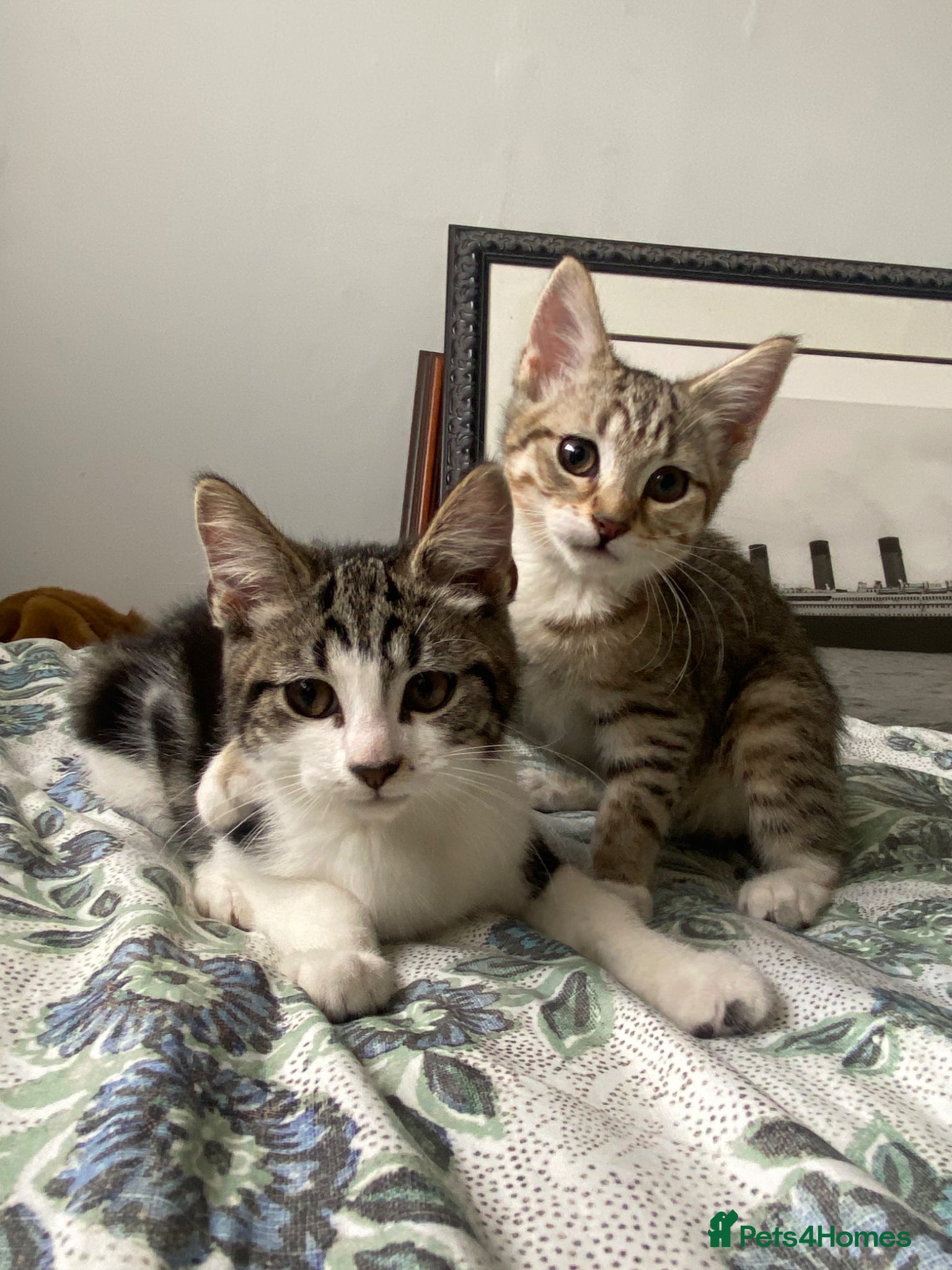 Maine Coon cats Playful Maine coon kittens ready for a loving home - Advert 1