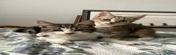 Maine Coon cats for sale: Playful Maine coon kittens ready for a loving home - Advert 1