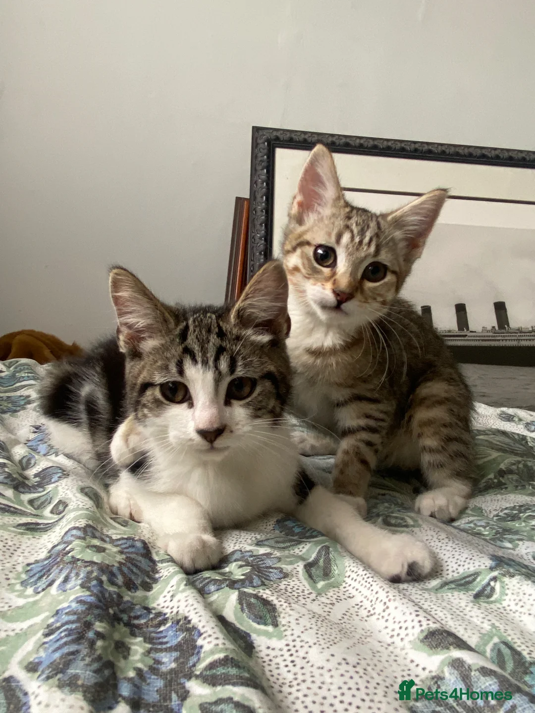 Maine Coon cats for sale: Playful Maine coon kittens ready for a loving home - Advert 1