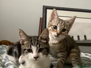 Mixed Breed cats Playful Maine coon kittens ready for a loving home - Advert 3