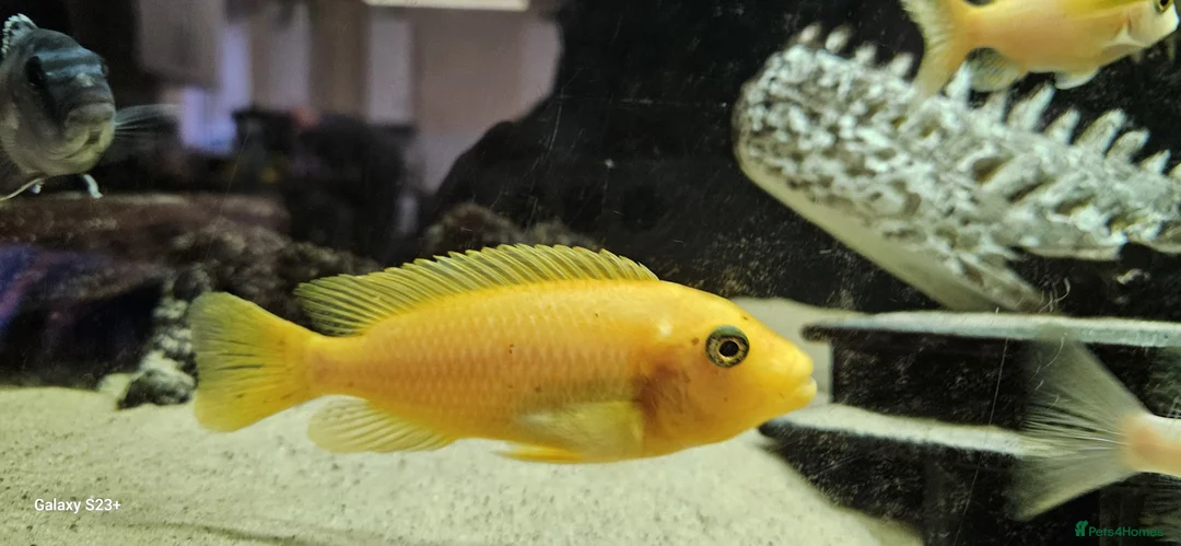 Other/Mixed Breed fish for sale: Assortment of fish  - Advert 37