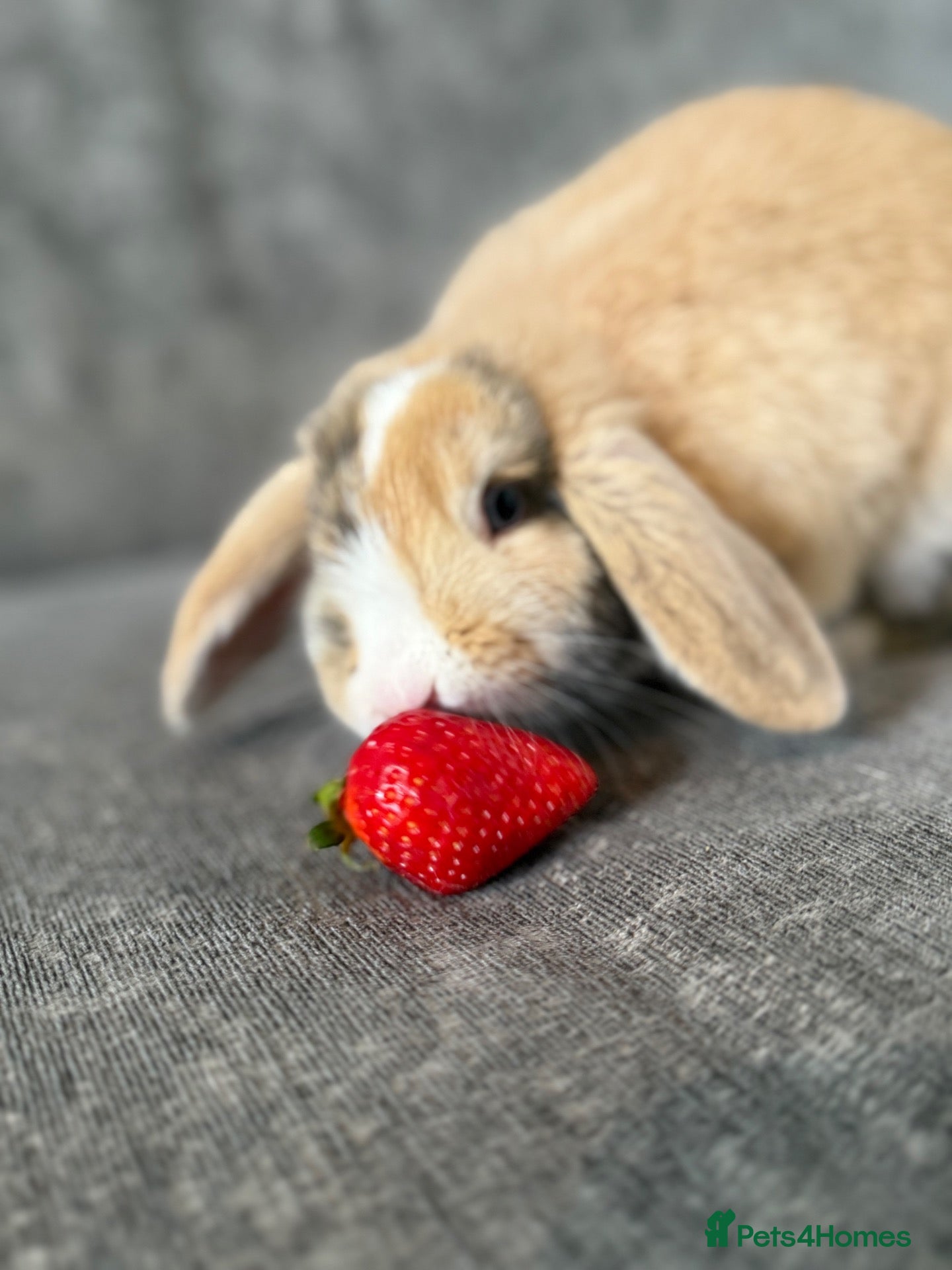 Mini Lop rabbits for sale: Rabbit  - Advert 1