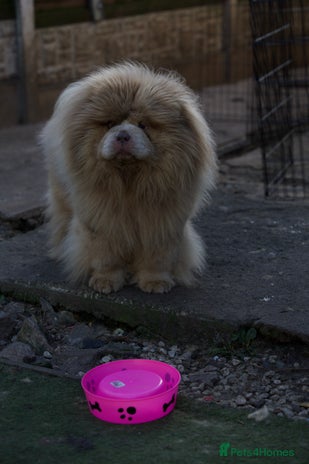 Chow Chow dogs in Manchester - Advert 1