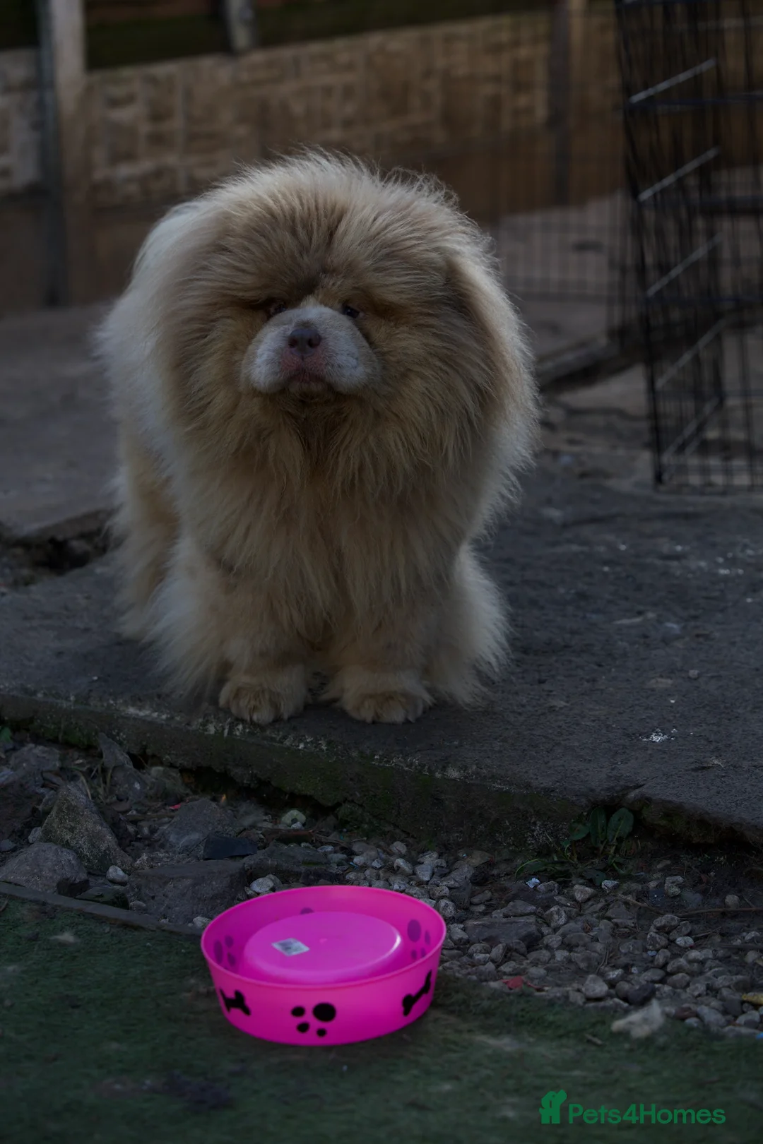 Chow Chow dogs for stud: lilac Merle mini Chow Chow in Manchester - Advert 1