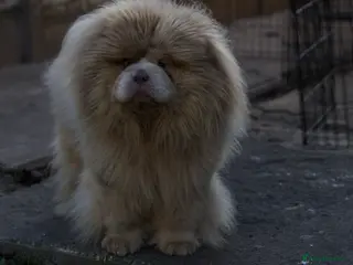 Chow Chow dogs lilac Merle mini Chow Chow in Manchester - Advert 2