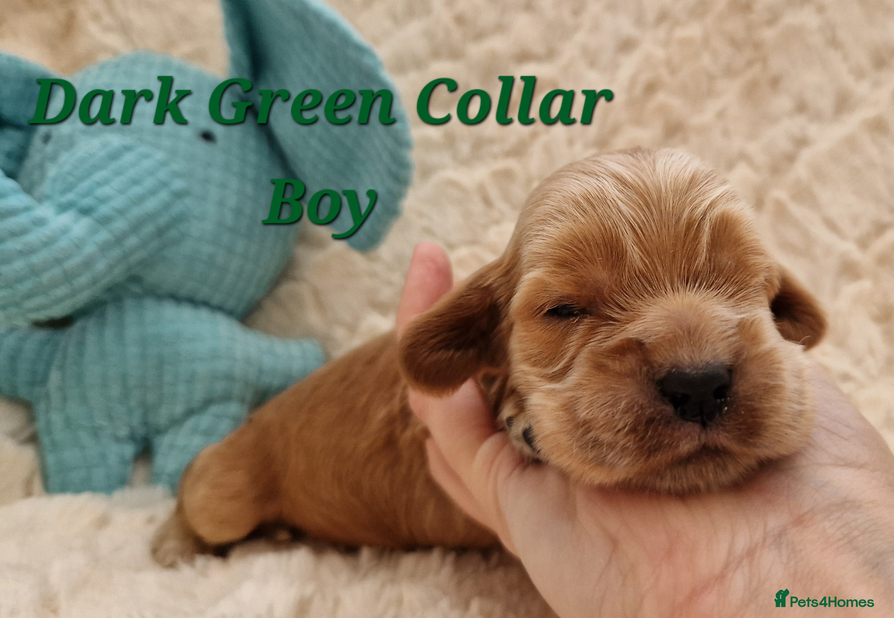 Cocker Spaniel dogs Pedigree Show Cocker Spaniel puppies available - Advert 6