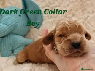 Cocker Spaniel dogs Pedigree Show Cocker Spaniel puppies available - Advert 10