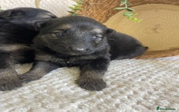 German Shepherd dogs for sale: STUNNING DNA TESTED GERMAN SHEPHERDS - Image 6