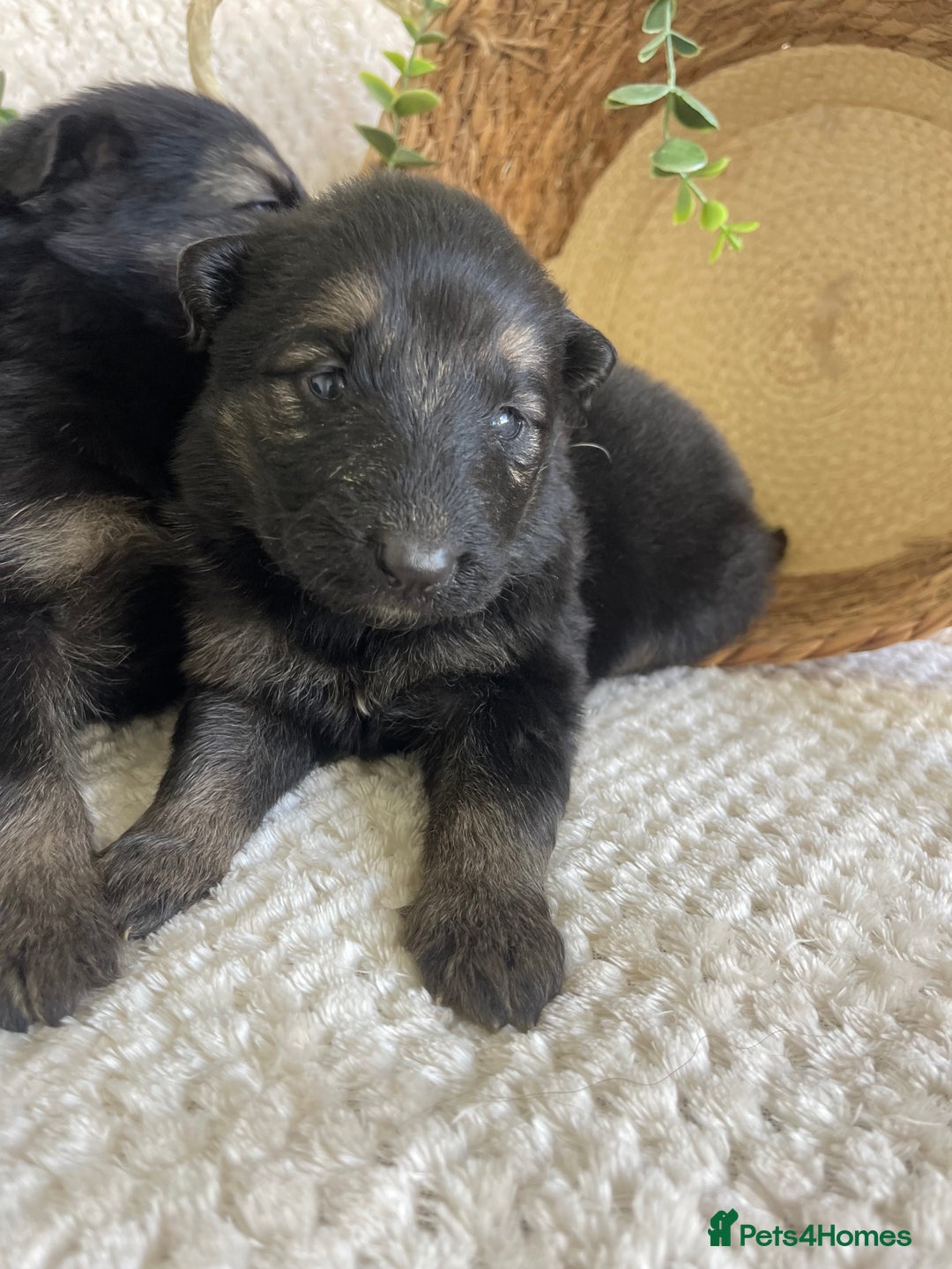 German Shepherd dogs for sale: STUNNING DNA TESTED GERMAN SHEPHERDS - Image 6