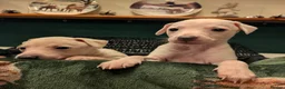 Italian Greyhound dogs for sale: Beautiful IGGY Puppies  - Advert 14