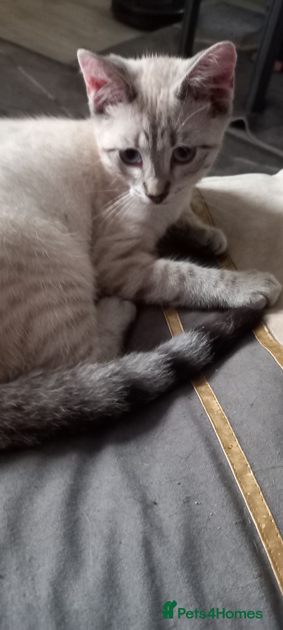 Mixed Breed cats Siberian X Bengal - Advert 18