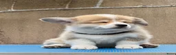Welsh Corgi Pembroke dogs for sale: Champion Sired Corgi Pembroke puppies available  - Advert 6