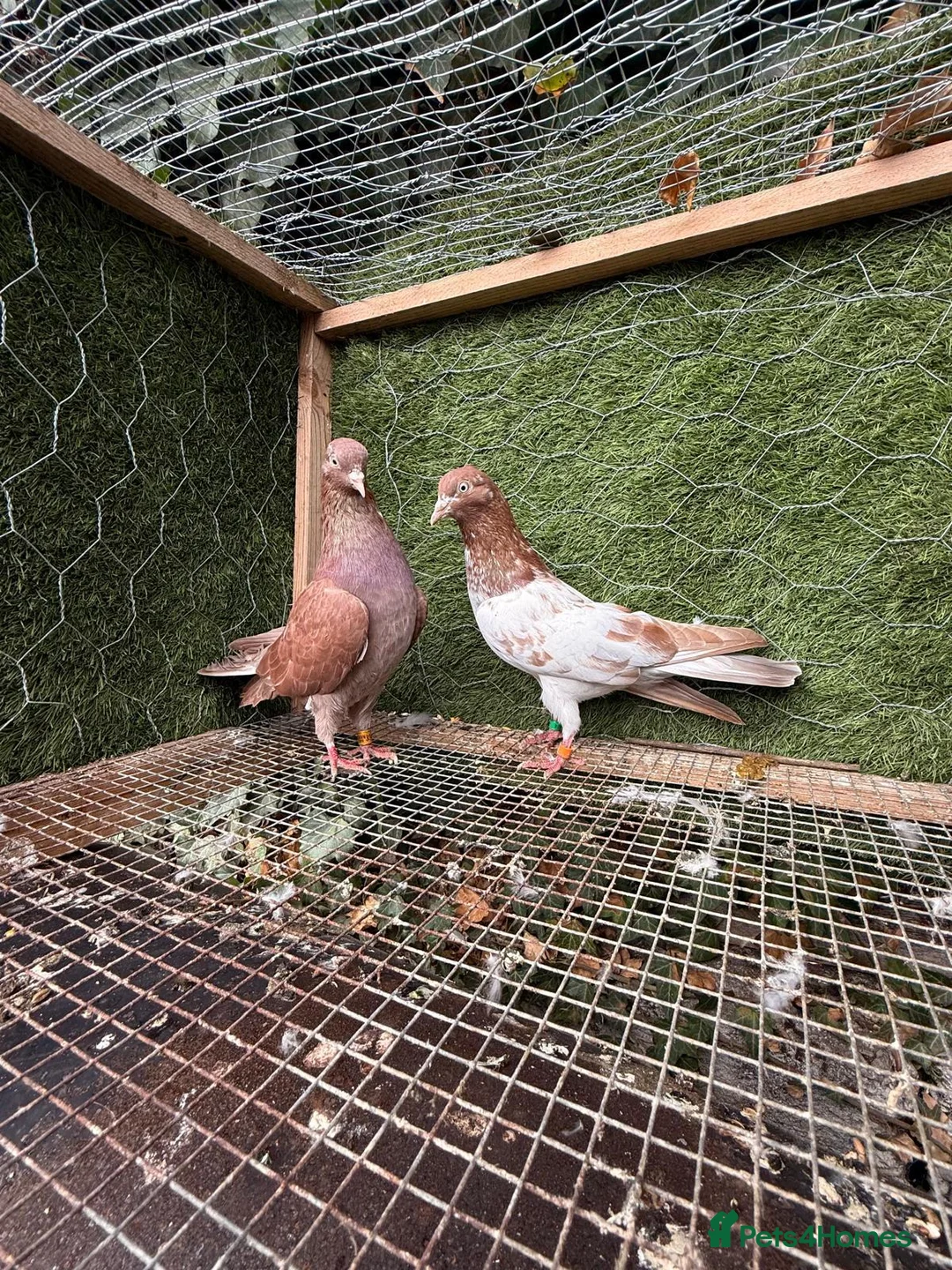 Pigeons birds for sale: 20 Mix  pigeon for sale - Advert 11