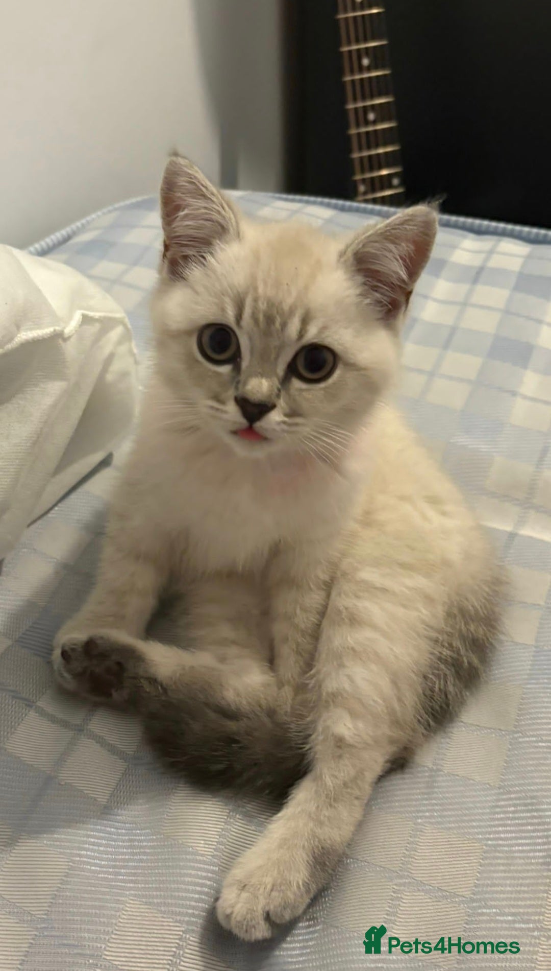 British Shorthair cats Our beautiful girl  - Advert 7