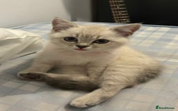 British Shorthair cats for sale: Our beautiful girl  - Advert 1