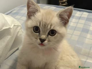 British Shorthair cats Our beautiful girl - Advert 5