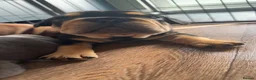French Bulldog dogs for sale:  Stunning KC Registered French Bulldog Puppies 🐶 - Advert 2