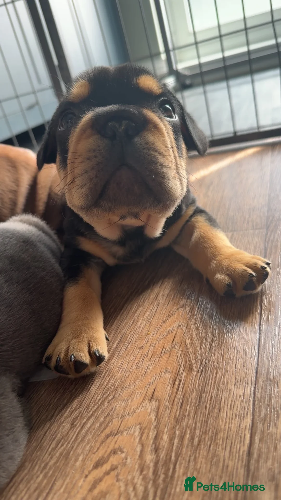 French Bulldog dogs for sale:  Stunning KC Registered French Bulldog Puppies 🐶 - Advert 2