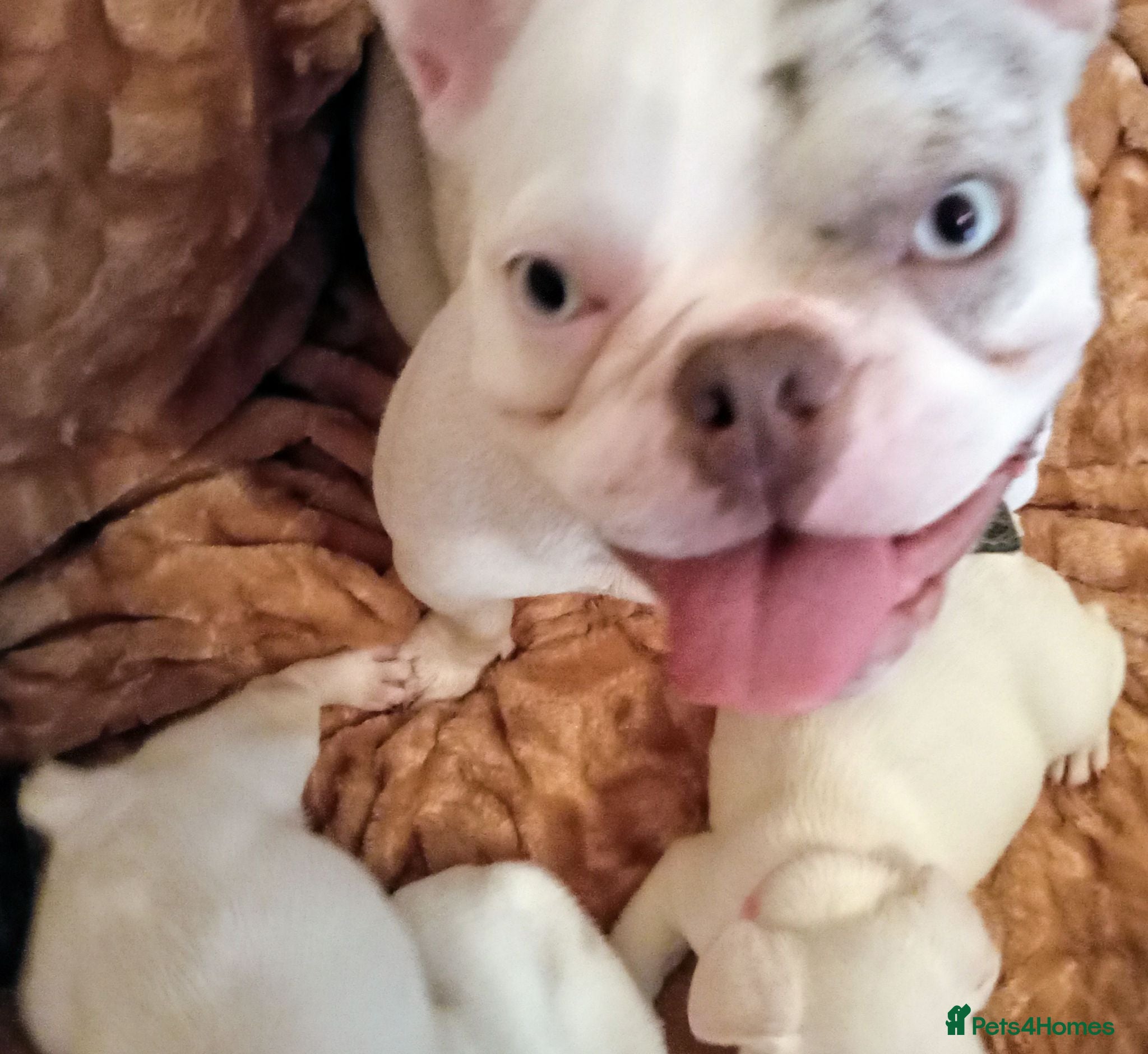 French Bulldog dogs Beautiful French Bulldog Babies - Advert 10
