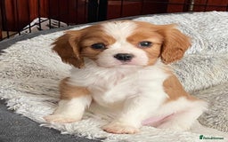 Cavalier King Charles Spaniel dogs for sale: Gorgeous Cavalier King Charles Spaniel Puppy - Image 10