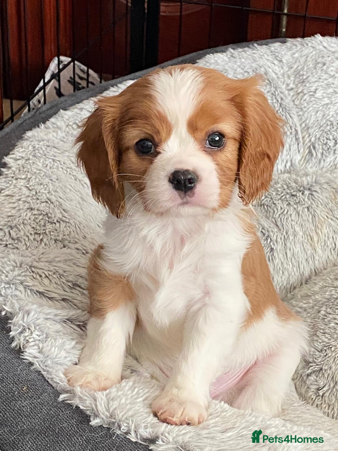 Cavalier King Charles Spaniel dogs for sale: Gorgeous Cavalier King Charles Spaniel Puppy - Image 10