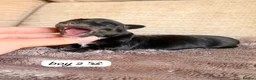 Mixed Breed dogs for sale: Dachshund X Pomeranian puppies  - Advert 14