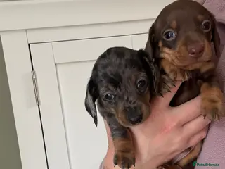 Miniature Dachshund dogs miniature smooth haired dachshund puppies for sale - Advert 1